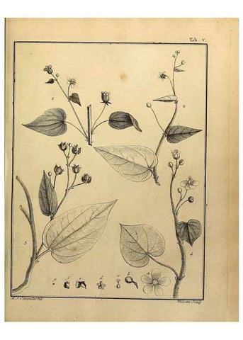 Reproducción/Reproduction 8188813958: Monadelphiae classis dissertationes decem.. Parisiis,Apud F.A. Didot,1785-1790.