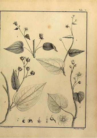 Reproducción/Reproduction 8188813958: Monadelphiae classis dissertationes decem.. Parisiis,Apud F.A. Didot,1785-1790.