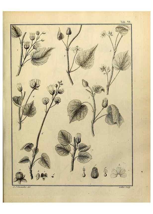 Reproducción/Reproduction 8187734813: Monadelphiae classis dissertationes decem.. Parisiis,Apud F.A. Didot,1785-1790.