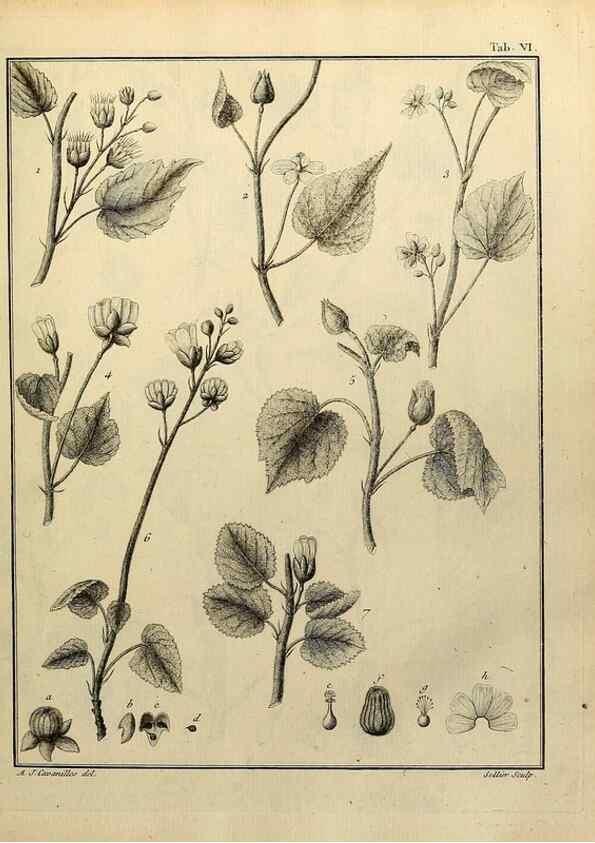 Reproducción/Reproduction 8187734813: Monadelphiae classis dissertationes decem.. Parisiis,Apud F.A. Didot,1785-1790.