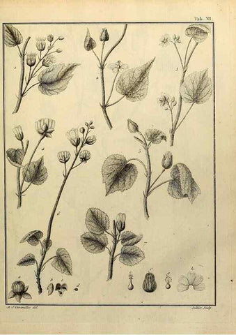 Reproducción/Reproduction 8187734813: Monadelphiae classis dissertationes decem.. Parisiis,Apud F.A. Didot,1785-1790.