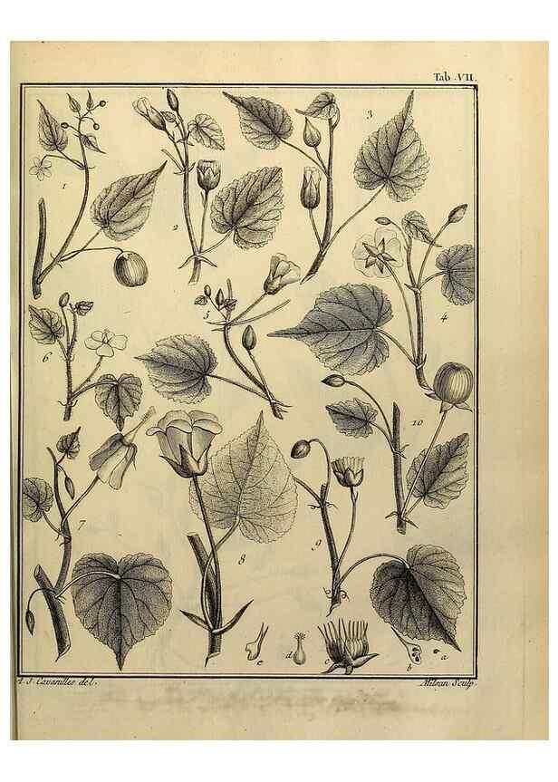 Reproducción/Reproduction 8188815600: Monadelphiae classis dissertationes decem.. Parisiis,Apud F.A. Didot,1785-1790.