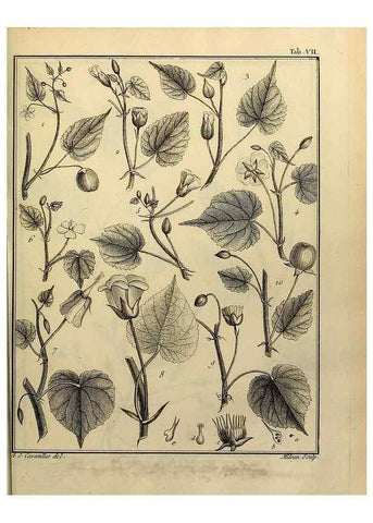 Reproducción/Reproduction 8188815600: Monadelphiae classis dissertationes decem.. Parisiis,Apud F.A. Didot,1785-1790.