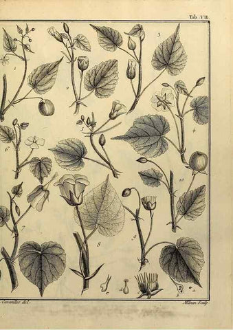 Reproducción/Reproduction 8188815600: Monadelphiae classis dissertationes decem.. Parisiis,Apud F.A. Didot,1785-1790.
