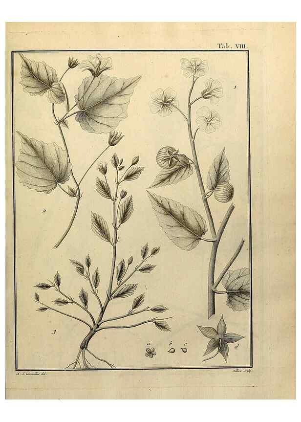 Reproducción/Reproduction 8188816192: Monadelphiae classis dissertationes decem.. Parisiis,Apud F.A. Didot,1785-1790.