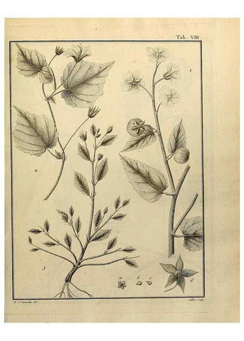 Reproducción/Reproduction 8188816192: Monadelphiae classis dissertationes decem.. Parisiis,Apud F.A. Didot,1785-1790.