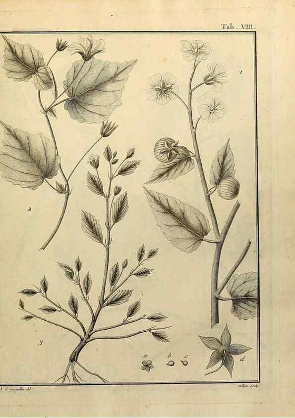Reproducción/Reproduction 8188816192: Monadelphiae classis dissertationes decem.. Parisiis,Apud F.A. Didot,1785-1790.