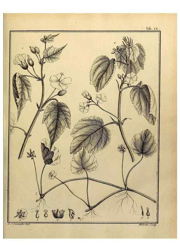 Reproducción/Reproduction 8187737053: Monadelphiae classis dissertationes decem.. Parisiis,Apud F.A. Didot,1785-1790.
