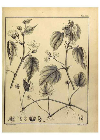 Reproducción/Reproduction 8187737053: Monadelphiae classis dissertationes decem.. Parisiis,Apud F.A. Didot,1785-1790.
