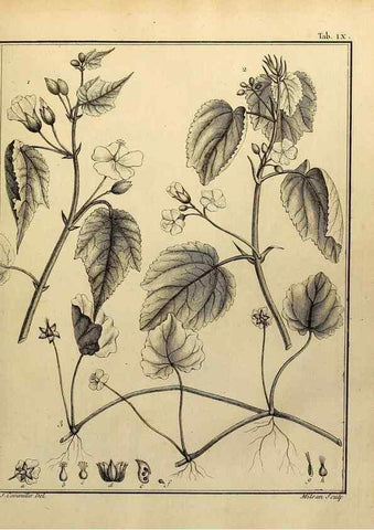 Reproducción/Reproduction 8187737053: Monadelphiae classis dissertationes decem.. Parisiis,Apud F.A. Didot,1785-1790.