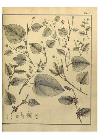 Reproducción/Reproduction 8187731059: Monadelphiae classis dissertationes decem.. Parisiis,Apud F.A. Didot,1785-1790.