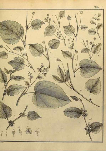 Reproducción/Reproduction 8187731059: Monadelphiae classis dissertationes decem.. Parisiis,Apud F.A. Didot,1785-1790.