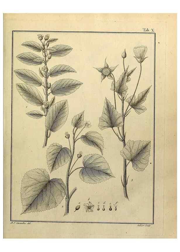 Reproducción/Reproduction 8187737793: Monadelphiae classis dissertationes decem.. Parisiis,Apud F.A. Didot,1785-1790.