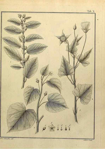 Reproducción/Reproduction 8187737793: Monadelphiae classis dissertationes decem.. Parisiis,Apud F.A. Didot,1785-1790.