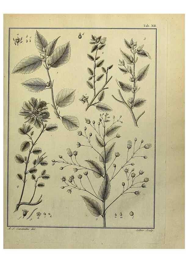 Reproducción/Reproduction 8188819090: Monadelphiae classis dissertationes decem.. Parisiis,Apud F.A. Didot,1785-1790.