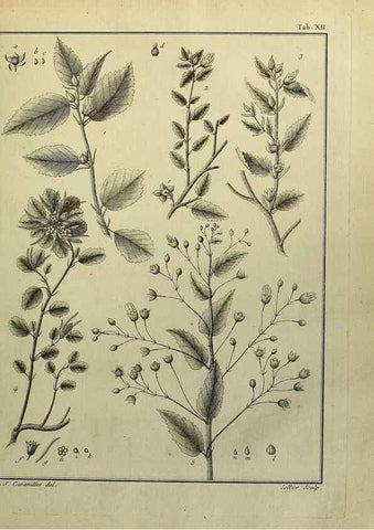 Reproducción/Reproduction 8188819090: Monadelphiae classis dissertationes decem.. Parisiis,Apud F.A. Didot,1785-1790.