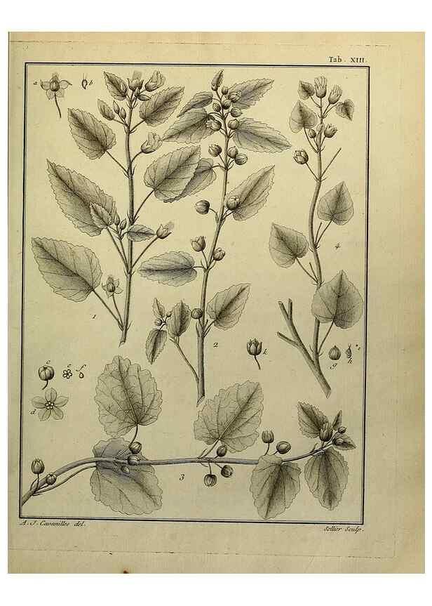 Reproducción/Reproduction 8187740287: Monadelphiae classis dissertationes decem.. Parisiis,Apud F.A. Didot,1785-1790.