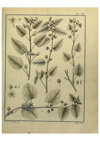 Reproducción/Reproduction 8187740287: Monadelphiae classis dissertationes decem.. Parisiis,Apud F.A. Didot,1785-1790.