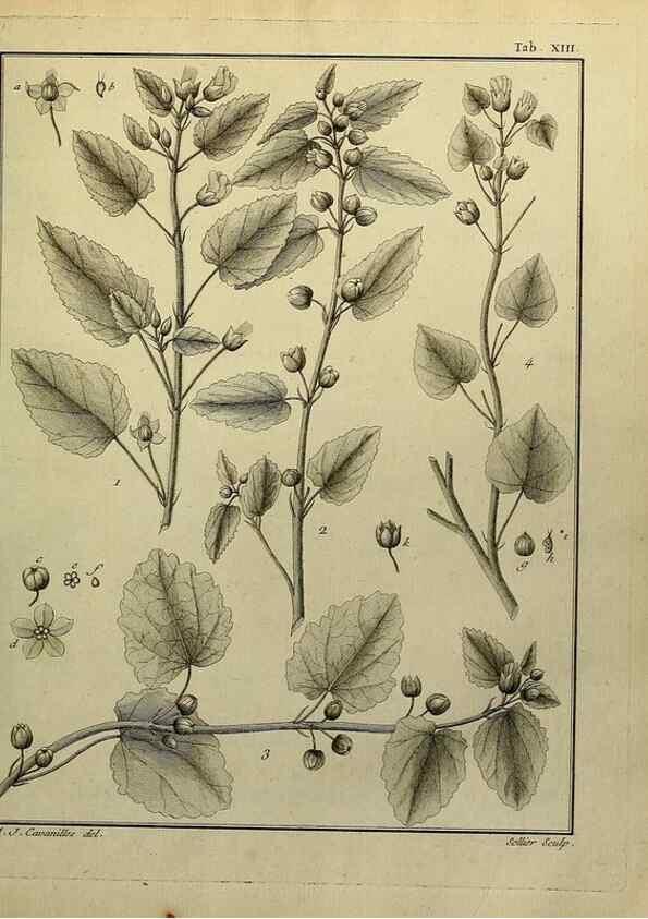 Reproducción/Reproduction 8187740287: Monadelphiae classis dissertationes decem.. Parisiis,Apud F.A. Didot,1785-1790.