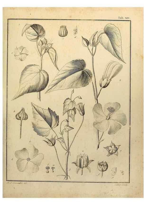 Reproducción/Reproduction 8187741169: Monadelphiae classis dissertationes decem.. Parisiis,Apud F.A. Didot,1785-1790.