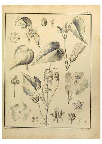 Reproducción/Reproduction 8187741169: Monadelphiae classis dissertationes decem.. Parisiis,Apud F.A. Didot,1785-1790.