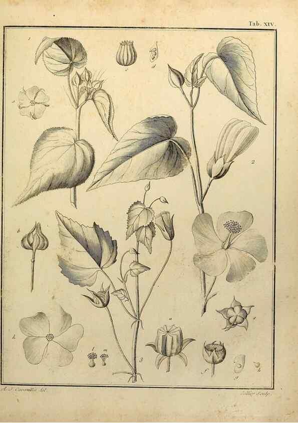 Reproducción/Reproduction 8187741169: Monadelphiae classis dissertationes decem.. Parisiis,Apud F.A. Didot,1785-1790.