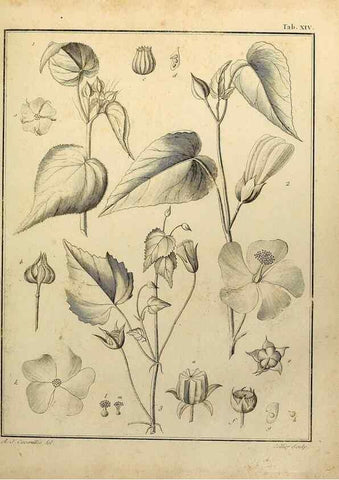 Reproducción/Reproduction 8187741169: Monadelphiae classis dissertationes decem.. Parisiis,Apud F.A. Didot,1785-1790.