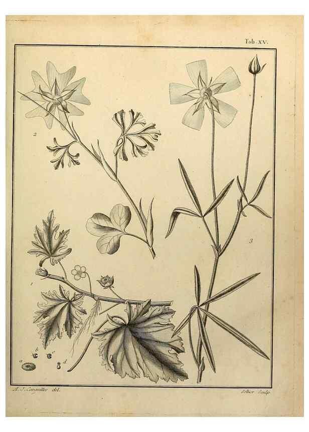 Reproducción/Reproduction 8187742073: Monadelphiae classis dissertationes decem.. Parisiis,Apud F.A. Didot,1785-1790.
