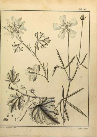 Reproducción/Reproduction 8187742073: Monadelphiae classis dissertationes decem.. Parisiis,Apud F.A. Didot,1785-1790.