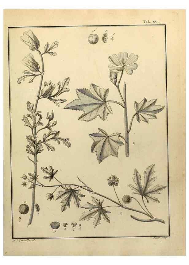 Reproducción/Reproduction 8187742803: Monadelphiae classis dissertationes decem.. Parisiis,Apud F.A. Didot,1785-1790.