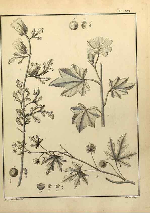 Reproducción/Reproduction 8187742803: Monadelphiae classis dissertationes decem.. Parisiis,Apud F.A. Didot,1785-1790.