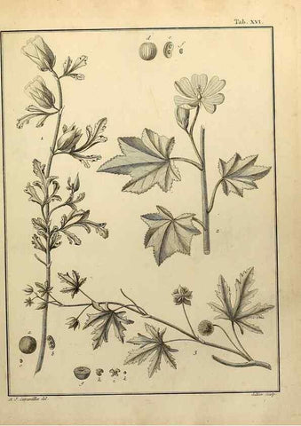 Reproducción/Reproduction 8187742803: Monadelphiae classis dissertationes decem.. Parisiis,Apud F.A. Didot,1785-1790.