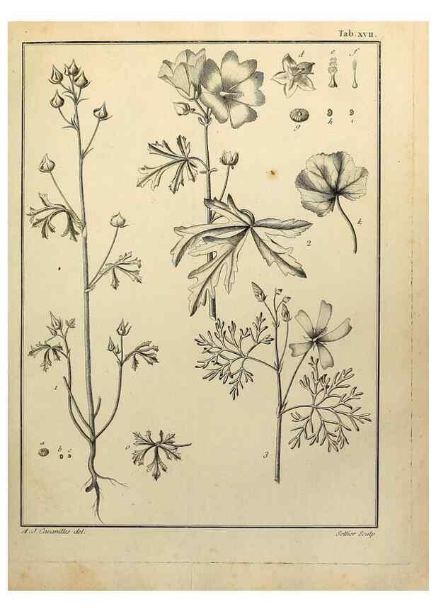 Reproducción/Reproduction 8187743579: Monadelphiae classis dissertationes decem.. Parisiis,Apud F.A. Didot,1785-1790.