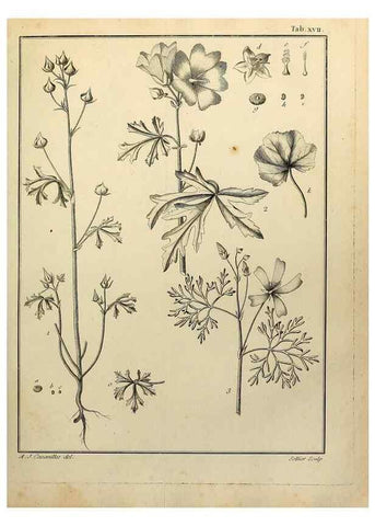 Reproducción/Reproduction 8187743579: Monadelphiae classis dissertationes decem.. Parisiis,Apud F.A. Didot,1785-1790.