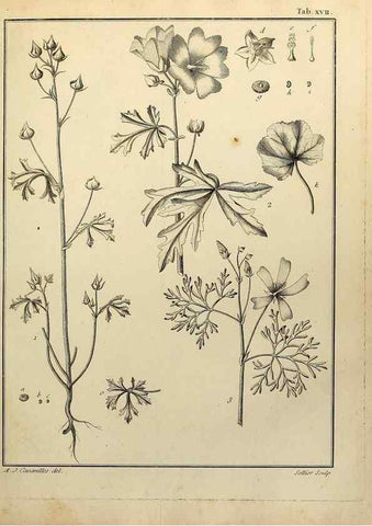 Reproducción/Reproduction 8187743579: Monadelphiae classis dissertationes decem.. Parisiis,Apud F.A. Didot,1785-1790.