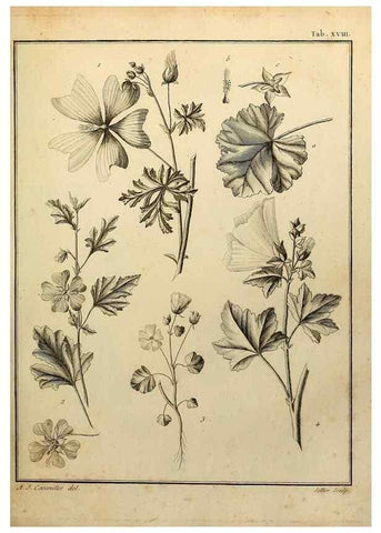 Reproducción/Reproduction 8188823942: Monadelphiae classis dissertationes decem.. Parisiis,Apud F.A. Didot,1785-1790.