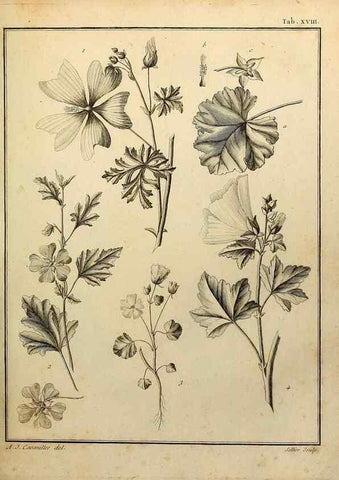Reproducción/Reproduction 8188823942: Monadelphiae classis dissertationes decem.. Parisiis,Apud F.A. Didot,1785-1790.