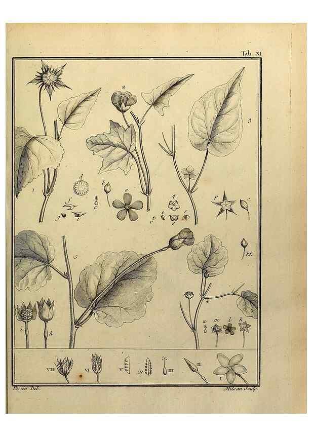 Reproducción/Reproduction 8187738389: Monadelphiae classis dissertationes decem.. Parisiis,Apud F.A. Didot,1785-1790.