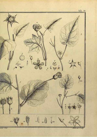 Reproducción/Reproduction 8187738389: Monadelphiae classis dissertationes decem.. Parisiis,Apud F.A. Didot,1785-1790.