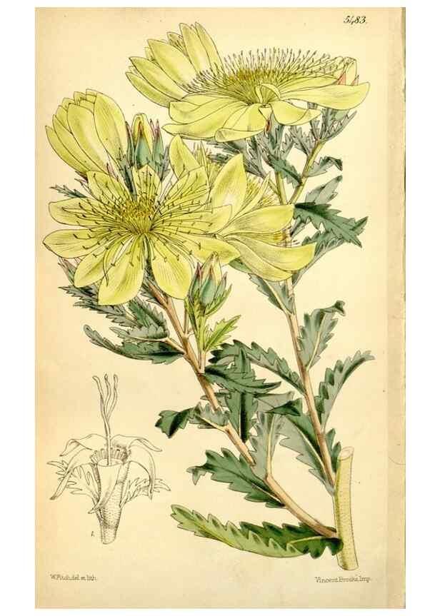 Reproducción/Reproduction 8167075664: Curtis's botanical magazine.. London ;New York [etc.] :Academic Press [etc.]