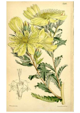 Reproducción/Reproduction 8167075664: Curtis's botanical magazine.. London ;New York [etc.] :Academic Press [etc.]
