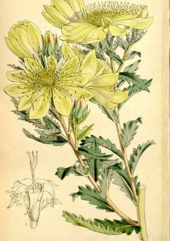 Reproducción/Reproduction 8167075664: Curtis's botanical magazine.. London ;New York [etc.] :Academic Press [etc.]