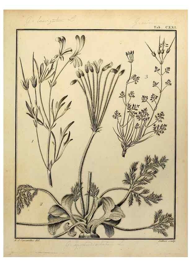 Reproducción/Reproduction 8188899128: Monadelphiae classis dissertationes decem.. Parisiis,Apud F.A. Didot,1785-1790.