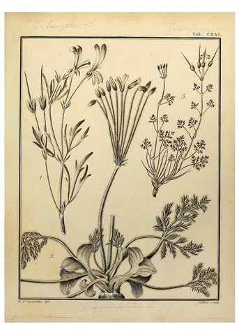 Reproducción/Reproduction 8188899128: Monadelphiae classis dissertationes decem.. Parisiis,Apud F.A. Didot,1785-1790.