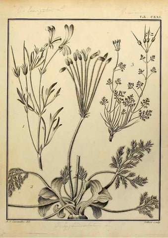 Reproducción/Reproduction 8188899128: Monadelphiae classis dissertationes decem.. Parisiis,Apud F.A. Didot,1785-1790.
