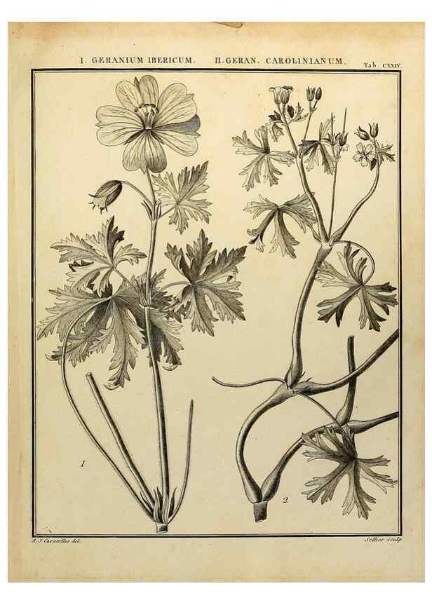 Reproducción/Reproduction 8187820827: Monadelphiae classis dissertationes decem.. Parisiis,Apud F.A. Didot,1785-1790.