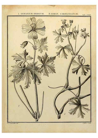 Reproducción/Reproduction 8187820827: Monadelphiae classis dissertationes decem.. Parisiis,Apud F.A. Didot,1785-1790.