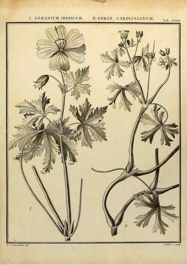 Reproducción/Reproduction 8187820827: Monadelphiae classis dissertationes decem.. Parisiis,Apud F.A. Didot,1785-1790.