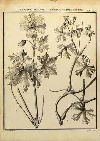 Reproducción/Reproduction 8187820827: Monadelphiae classis dissertationes decem.. Parisiis,Apud F.A. Didot,1785-1790.