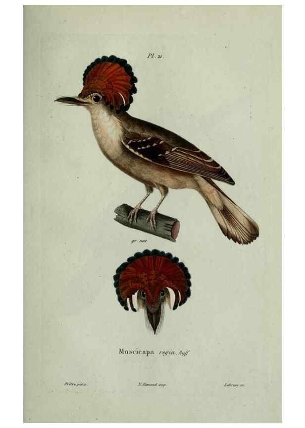 Reproducción/Reproduction 8203212056: Oiseaux /. Paris :A. Bertrand,1839
